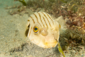Striped puffer (Arothron manilensis) close-up, Puerto Galera, Philippines © Krzysztof Bargiel