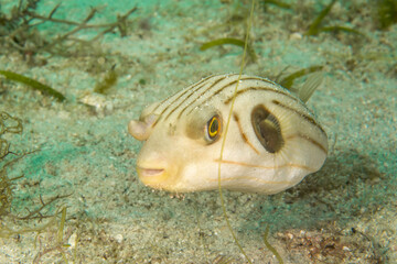 Striped puffer (Arothron manilensis) close-up, Puerto Galera, Philippines © Krzysztof Bargiel