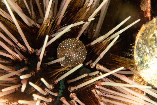 Slate pencil urchin close-up (Echinothrix calamaris), Puerto Galera, Philippines