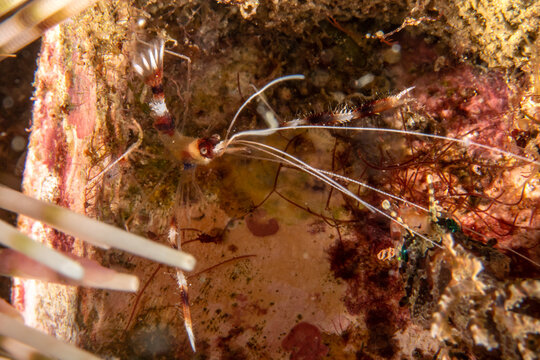 Coral banded shrimp (Stenopus hispidus) macro close-up, Puerto Galera, Philippines