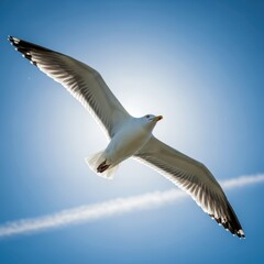 Fototapeta premium Seagull soaring in the blue sky with contrails.