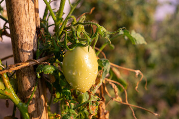 Tomato plant with green and red tomatoes growing naturally, showing different stages of ripening in the garden.
