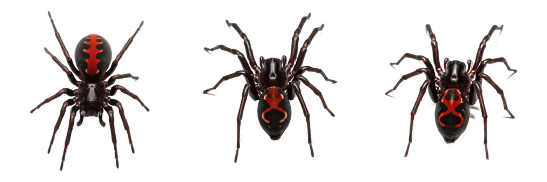 Set of Realistic Redback Spiders (Latrodectus hasselti) &ndash; Isolated Arachnid PNG Collection