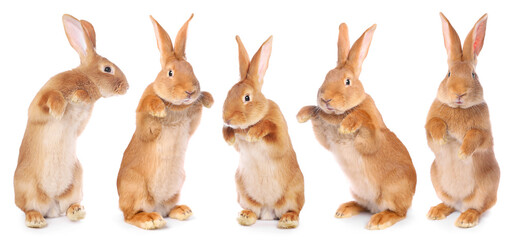 Fototapeta premium Fluffy brown rabbit on white background, collage