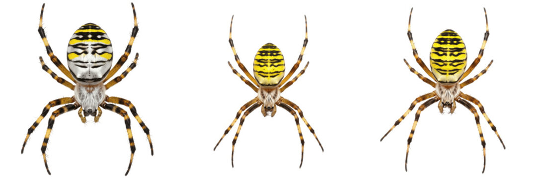 Set of Realistic Wasp Spiders &ndash; Isolated Arachnid PNG Collection