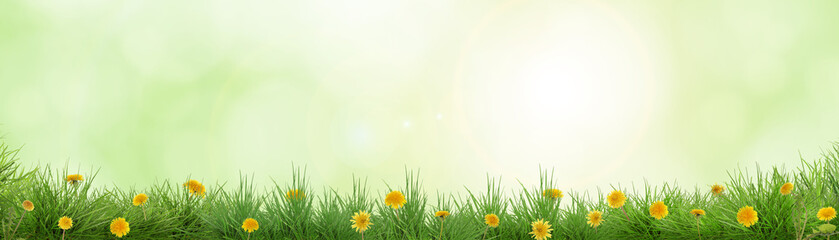 Naklejka premium Lush spring grass with blooming yellow dandelions against blurred green background, banner design