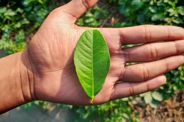Lemon green leaf (Citrus limon) 