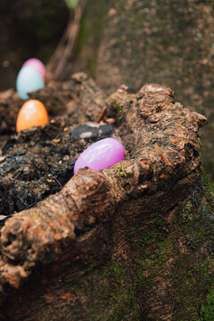 Easter egg hunt concept with pastel plastic eggs in forest grass spring holiday outdoor background.