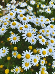 Fototapeta premium Tranquil White Blossoms