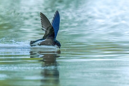 飛翔しながら給水するハリオアマツバメ、自然界の決定的瞬間