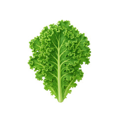Fototapeta premium 3D rendered green kale leaf isolated on transparent background