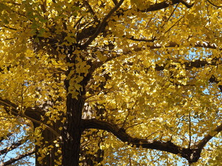 イチョウの紅葉