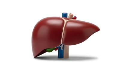 Obraz premium Anatomical Human Liver Model Showing Internal Organs and Structures.