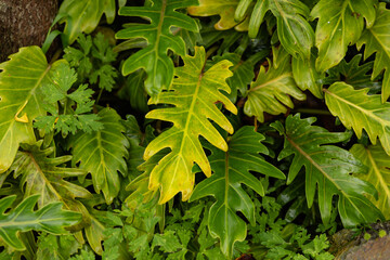 Lush Tropical Foliage Varied Green Leaves © Mikhail