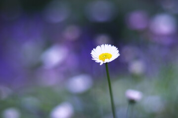 野原に咲いたカラフルなヒメジョオンの可愛い草花
