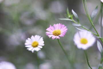 野原に咲いたカラフルなヒメジョオンの可愛い草花