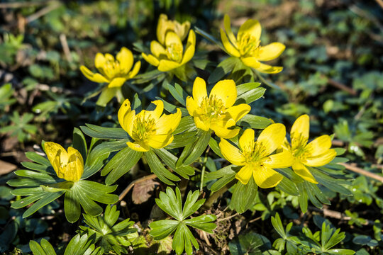 Winterling (Eranthis hyemalis)
