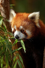Obraz premium Close-up of a Red Panda eating green leaves in a forest setting.