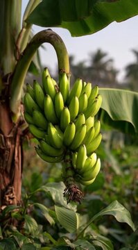 Bananeira com cacho de bananas no campo agricultura tropical produtiva