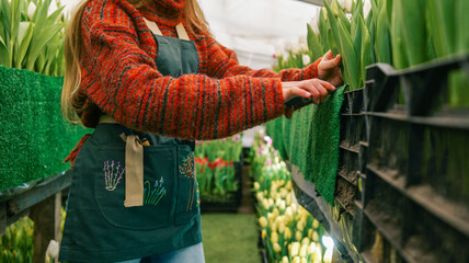 Obraz premium Gardener tending to rows of blooming tulips in a greenhouse setting