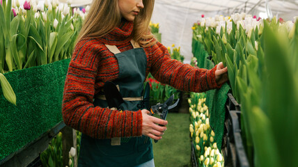 Woman gardener tending to rows of blooming tulips in a greenhouse with pruning shears