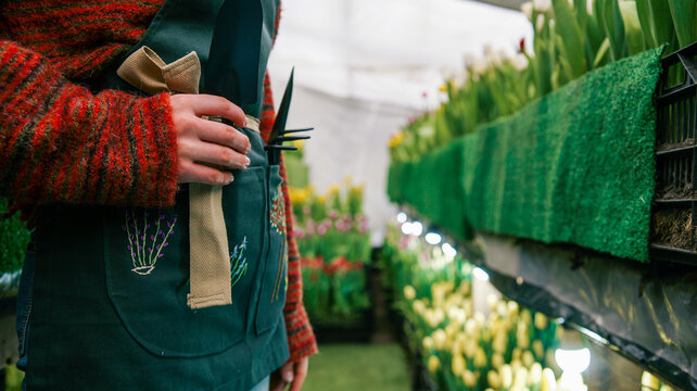 Gardener holding tools in apron with rows of blooming tulips in greenhouse