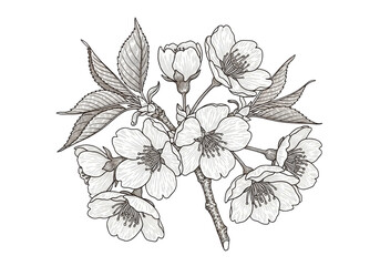 Fototapeta premium detailed monochromatic sepia etching of cherry blossoms and leaves on a stark white background, showcasing fine line cross-hatching and technical drawing precision. concept for sophisticated