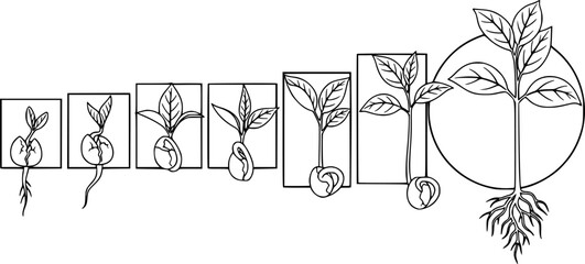 Obraz premium Seedling growth stages from sprout to plant in black and white leaf 