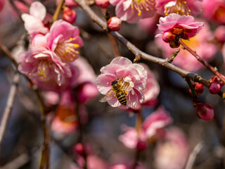 梅の花とミツバチ