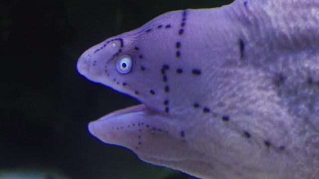Large giant moray eel macro portrait in neon light, gymnothorax javanicus, underwater at bottom of sea. A close-up of moray eel hiding in corals on rocky seabed in tropical sea by hard coral reef