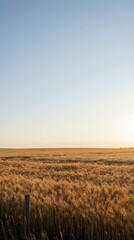 Obraz premium Golden wheat field stretching to horizon under soft evening sky with fence post in foreground creating peaceful rural agricultural landscape scene.