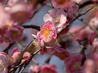 公園に咲くピンク色の梅の花
