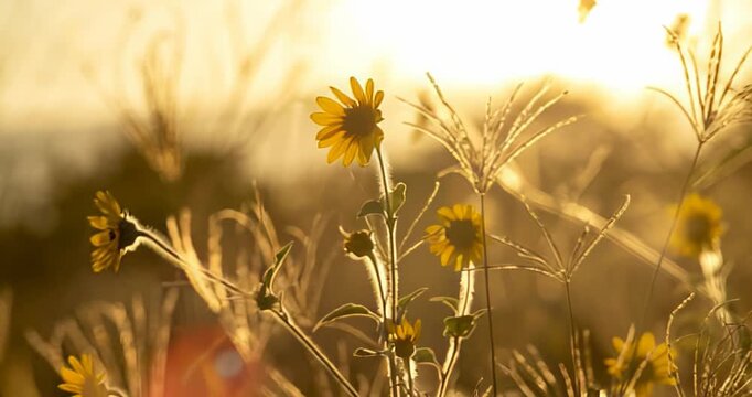 diente de le&oacute;n, flor, naturaleza, c&eacute;sped, verano, primavera, verde, dehesa, f&aacute;brica, campa, cielo, semilla, azul, blanco, sol, flora, macro, florecer, beldad, ca&ntilde;as, close-up, floral, alumbrado