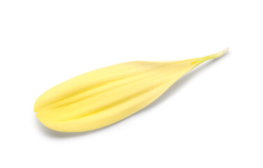 Beautiful yellow chrysanthemum flower petal on white background