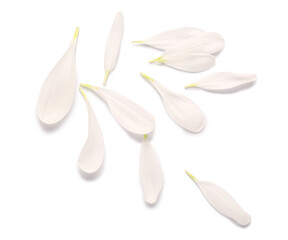 Beautiful chrysanthemum flower petals on white background