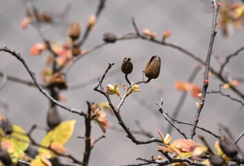 Flora do Cerrado brasileiro