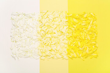 Obraz premium Beautiful chrysanthemum flower petals on colorful background