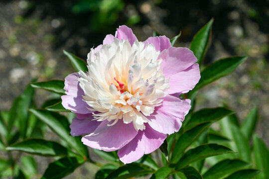 シャクヤク「ソルベット」　Peony 'Sorbet'