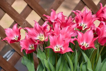 チューリップ「プリティーラブ」　Tulip 'Pretty Love'