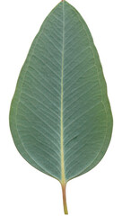 Obraz premium Green leaf png botanical foliage png natural plant png fresh leaf png transparent png