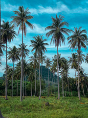 Obraz premium Lush tropical palm trees under blue sky with mountain background