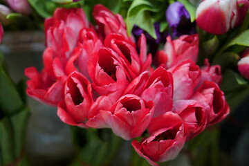 Obraz premium Close up of blooming pink tulip bouquets