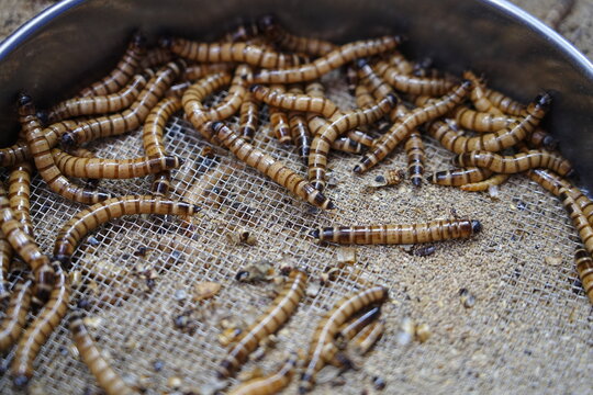 Barley worms and bread worms are being raised