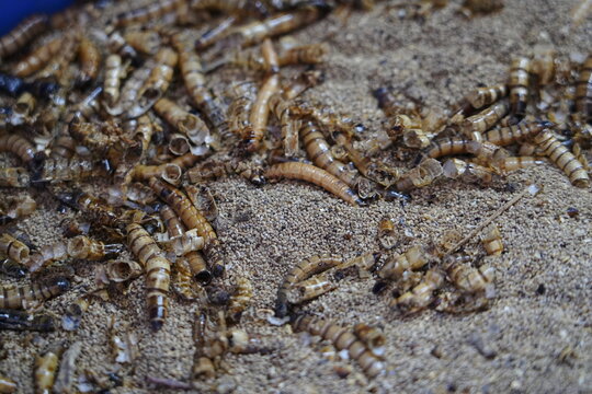 Barley worms and bread worms are being raised