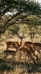 Herd of impala antelopes grazing under acacia tree in African savanna during golden hour wildlife photography for nature and safari content.