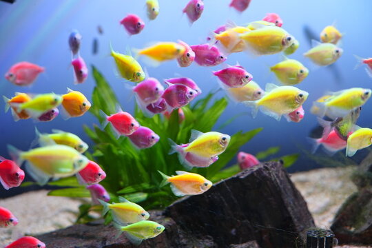 Colorful skirt fish, schools of fish, wandering freely