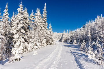 Snowmobile trail in the mountains, crossing a snow-covered forest on a beautiful winter day © Martin