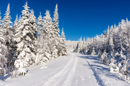 Snowmobile trail in the mountains, crossing a snow-covered forest on a beautiful winter day
