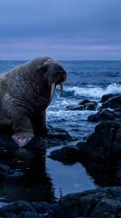 Naklejka premium Massive walrus with prominent tusks resting on rocky coastline during twilight hour with ocean waves and dramatic blue sky creating moody arctic seascape.