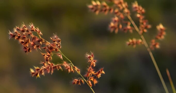 flor, naturaleza, diente de le&oacute;n, amarilla, verano, f&aacute;brica, primavera, c&eacute;sped, huerta, dehesa, flora, campa, florecer, beldad, macro, abeja, floral, margarita, hojas, anaranjada, girasol, close-up